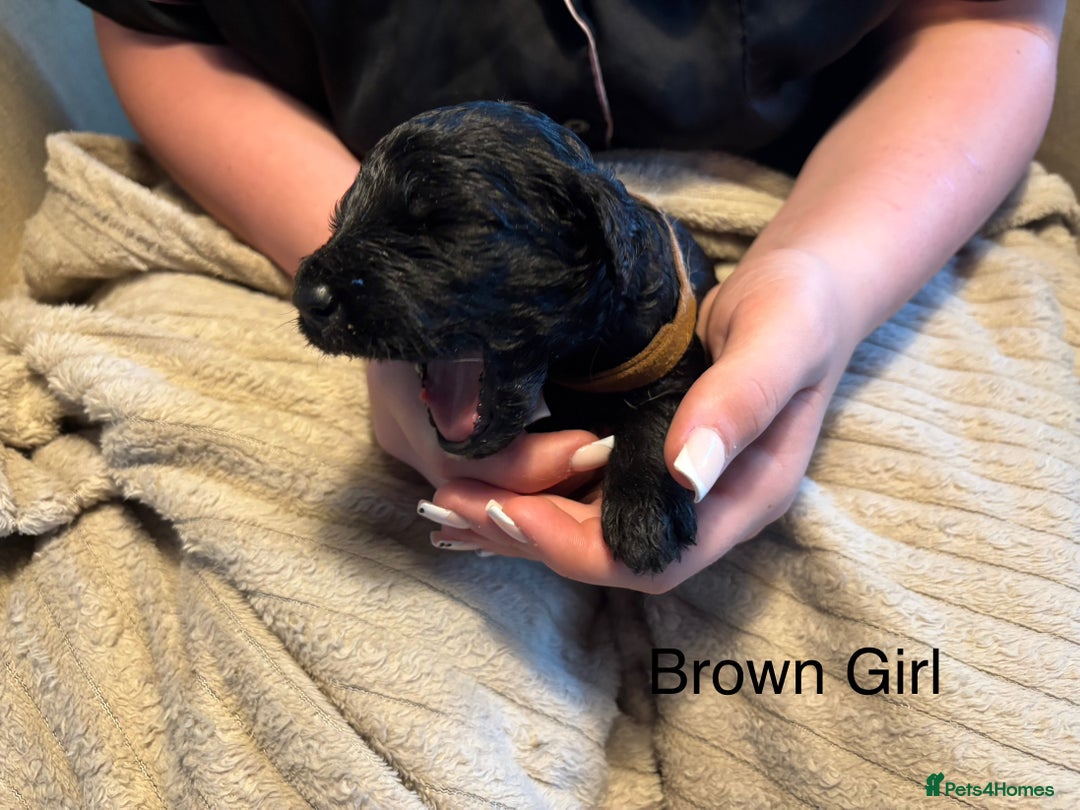 Goldendoodle dogs for sale: 12 Stunning Goldendoodles - Image 13