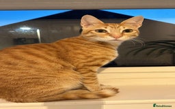 Arabian Mau cats for adoption: Two Bonded Rescue Cats for Adoption Together - Image 3