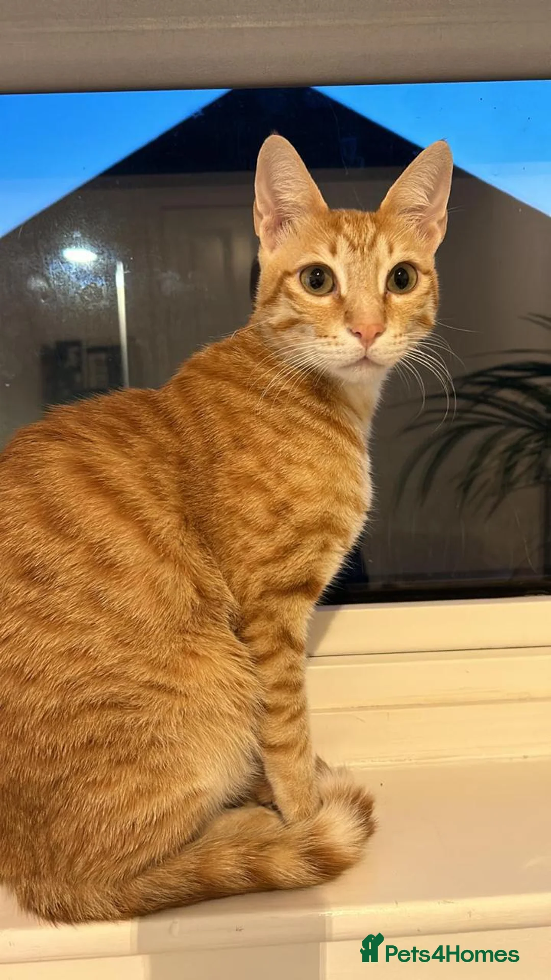 Arabian Mau cats for adoption: Two Bonded Rescue Cats for Adoption Together - Advert 3