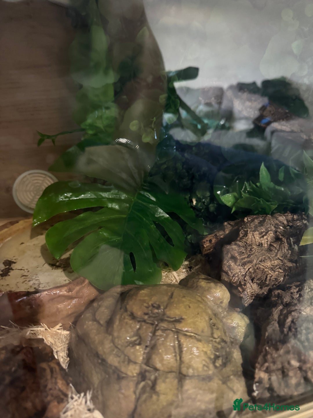 Snake reptiles for sale: Hognose snake and set up  - Image 11