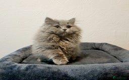 British Longhair cats for sale: TICA Beautiful Blue British Longhair Female - Image 8