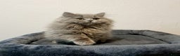 British Longhair cats for sale: TICA Beautiful Blue British Longhair Female - Advert 9