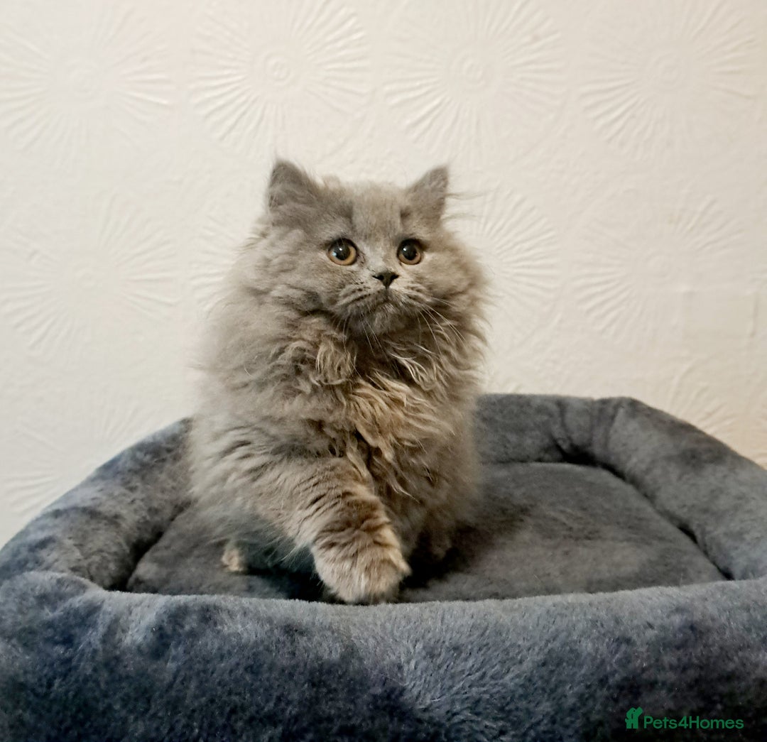 British Longhair cats for sale: TICA Beautiful Blue British Longhair Female - Image 8