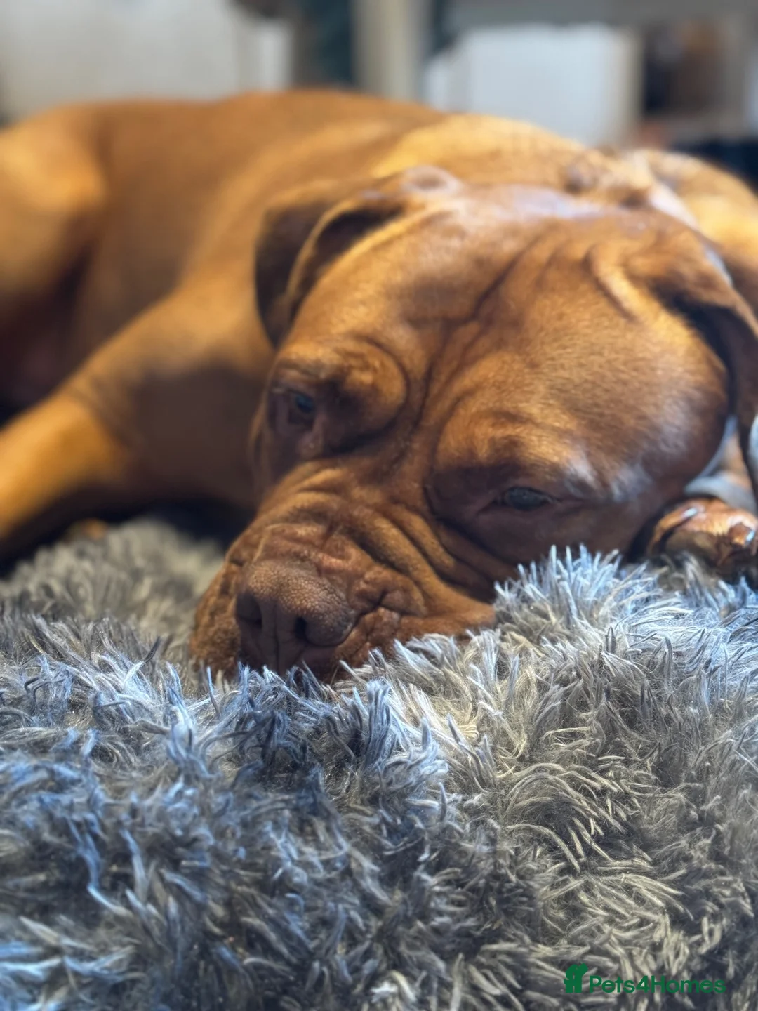Dogue De Bordeaux dogs for sale: Ada - 5 year old Dogue de Bordeaux  - Advert 5