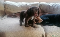 Cocker Spaniel dogs for sale: *Ready now*Stunning working cocker spaniel puppies - Image 10