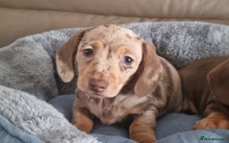 Miniature Dachshund dogs for sale: Kc registered  super mini  dachshunds  - Image 5