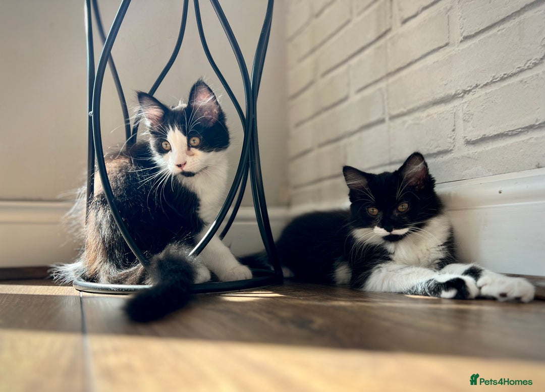 Domestic Shorthair cats for sale: Cute kittens for sale - Image 11