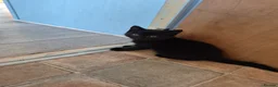 Mixed Breed cats for sale: 4 little kittens looking for new home - Advert 5
