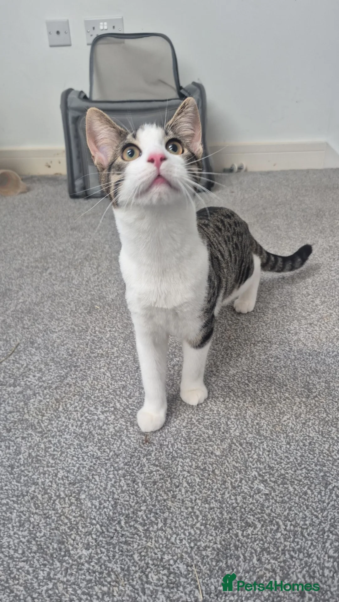 Mixed Breed cats for sale: Tiger, 5 month old male  - Advert 2