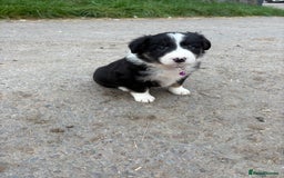 Bearded Collie dogs for sale: 💥3/4 beautiful BEARDIE BOY! 💥 - Advert 30