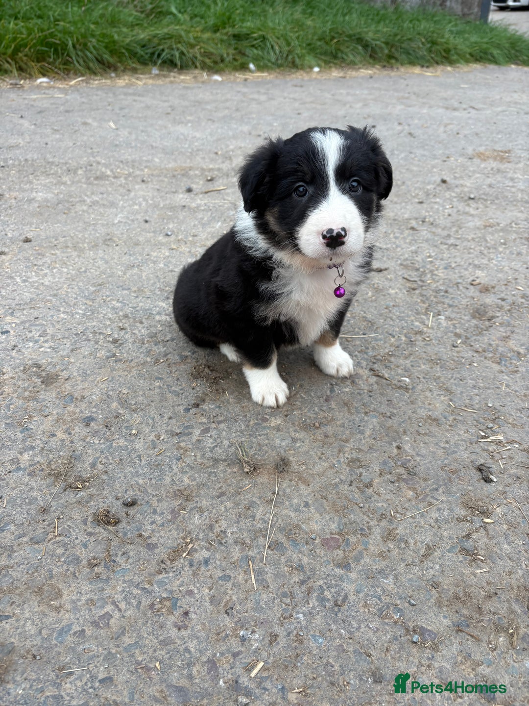 Bearded Collie dogs for sale: 💥3/4 beautiful BEARDIE BOY! 💥 - Advert 30