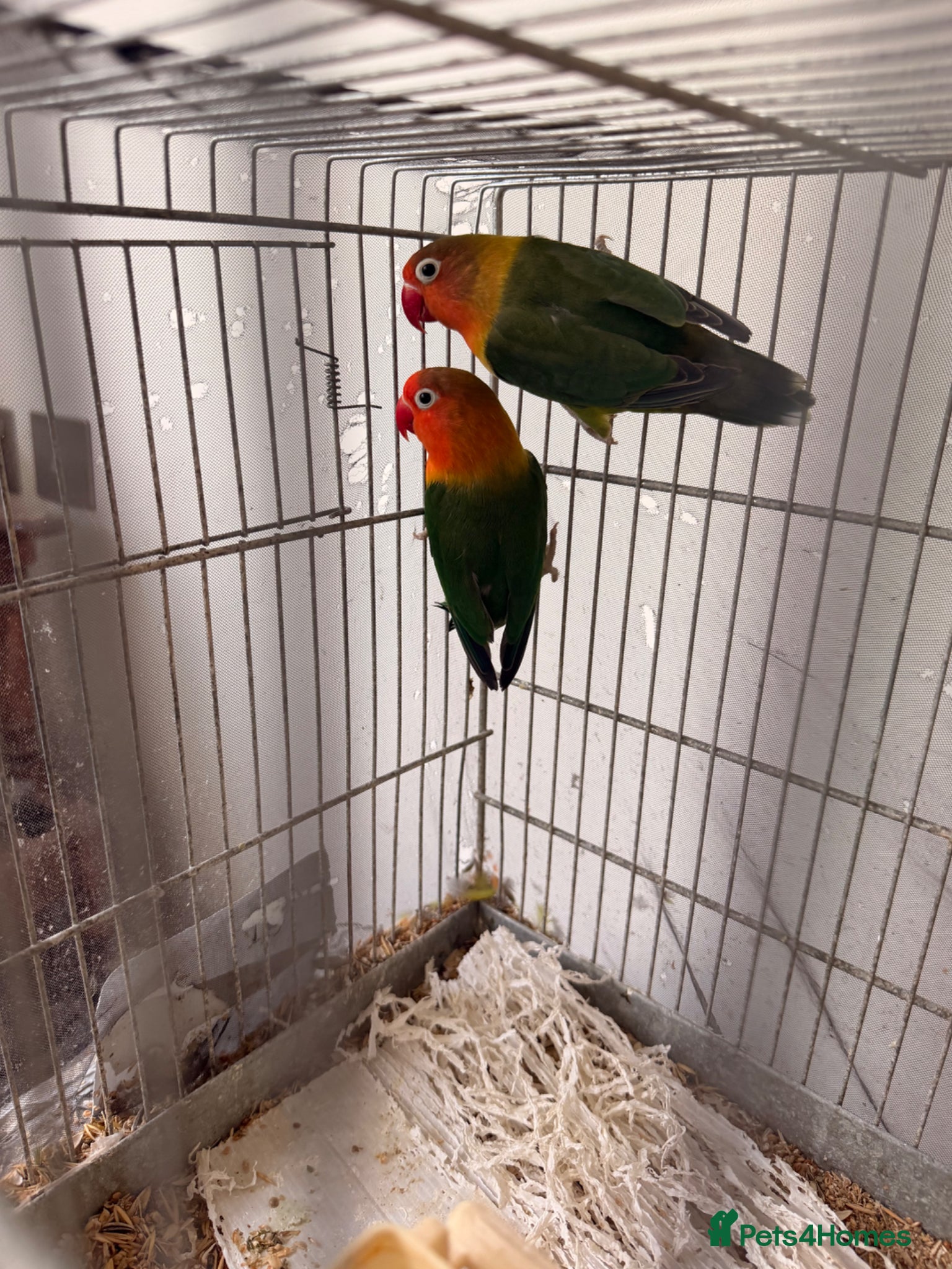 Lovebirds birds for sale: Lovely birds for sale - Advert 1