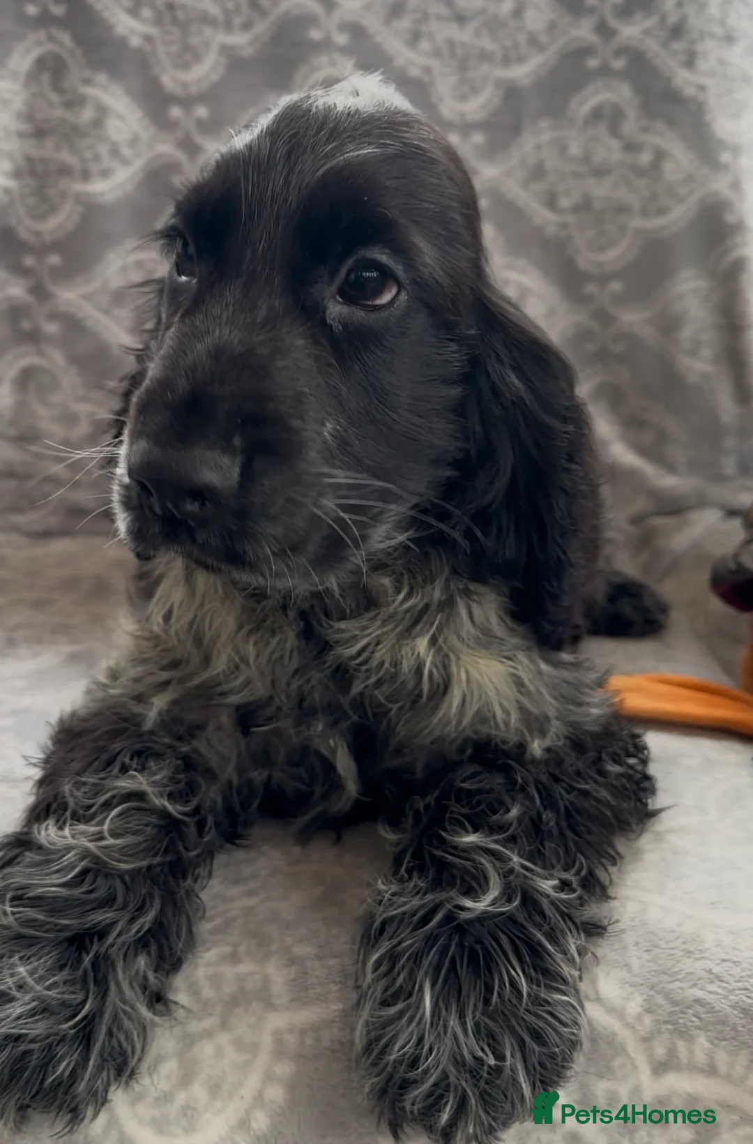 Cocker Spaniel dogs for sale: Stunning show cocker spaniels for sale  - Advert 4