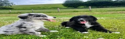 Bernese Mountain Dog dogs for sale: Beautiful Bordernese Puppies - Advert 10