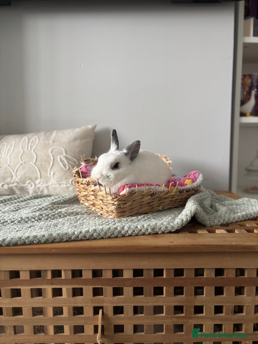 Mini Lop rabbits for sale: Biscuit & Blossom  - Image 5