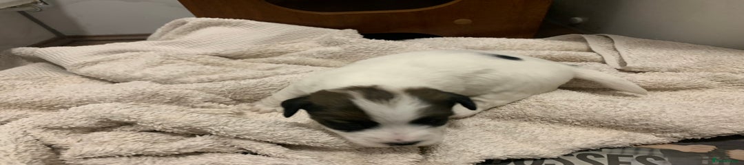 Jack Russell Puppy 3