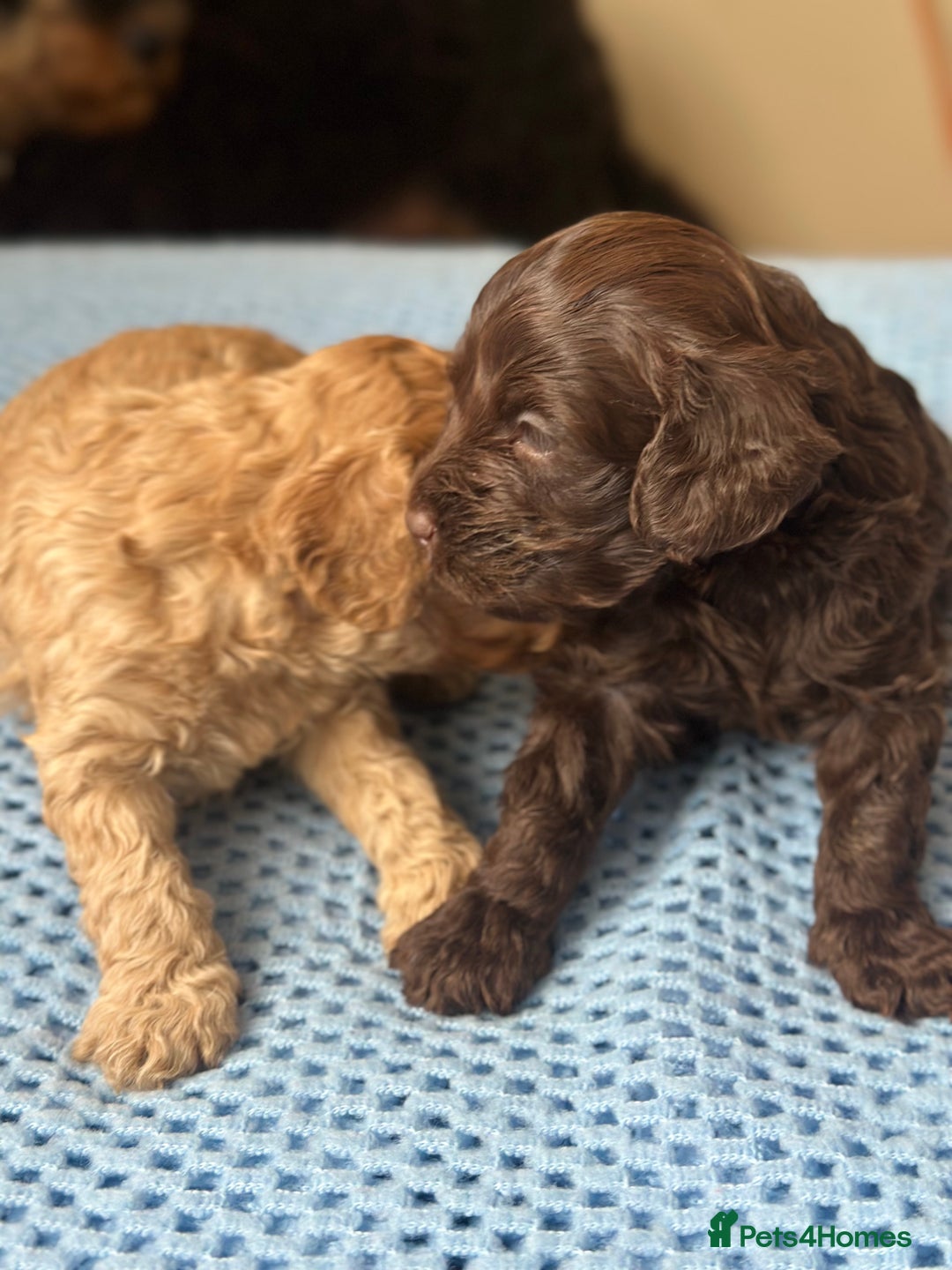 Cavapoo dogs for sale: Beautiful & Healthy Cavapoo Puppies   - Image 20