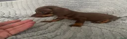 Dachshund dogs for sale: Mini Dachshunds - Advert 2