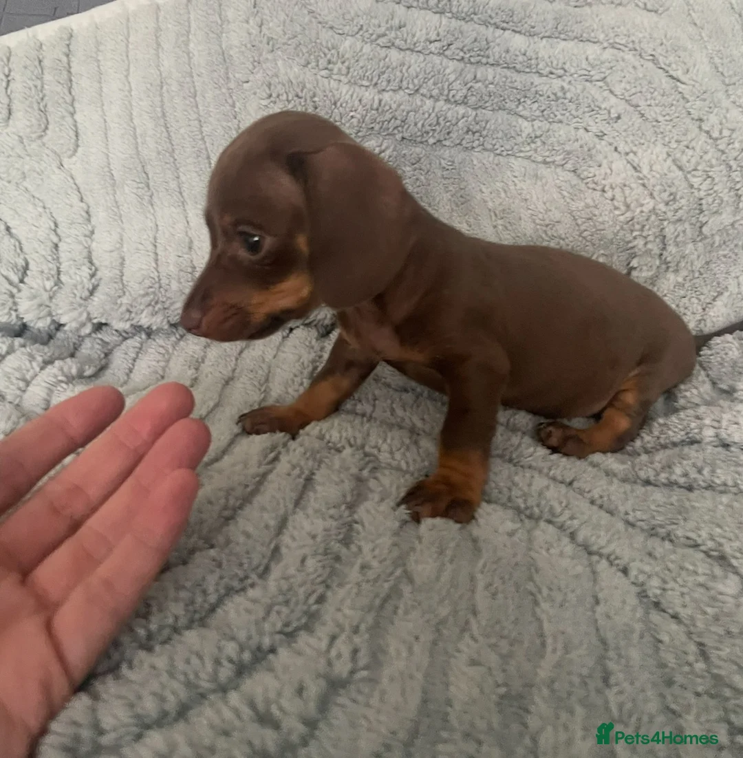 Dachshund dogs for sale: Mini Dachshunds - Advert 2