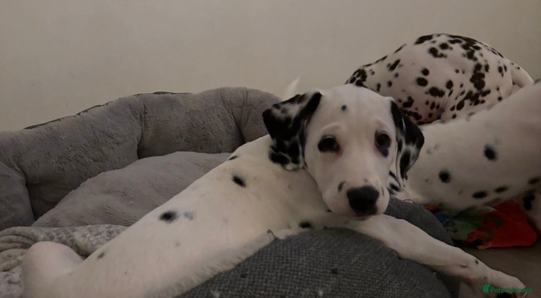 Dalmatian dogs for sale: Stunning mixed litter of Dalmatians  - Advert 41