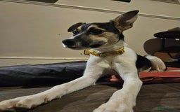 Mixed Breed dogs for adoption: Milkshake for adoption - Image 6