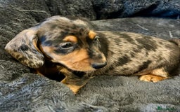 Miniature Dachshund dogs for sale: Stunning Miniature Smooth Dachshunds - Image 20