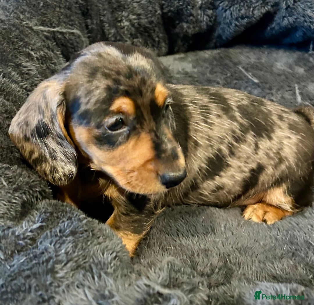 Miniature Dachshund dogs for sale: Stunning Miniature Smooth Dachshunds - Image 20