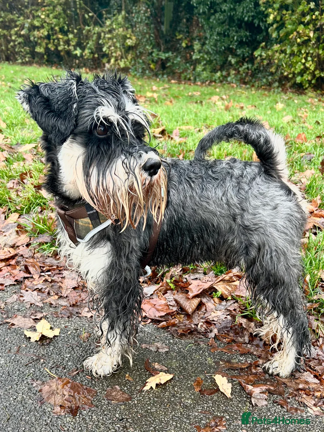 Miniature Schnauzer dogs for stud: Handsome boy looking for a girlfriend  - Advert 2
