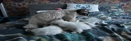 Ragdoll cats for sale: Queen Ragdoll for sale - Advert 2