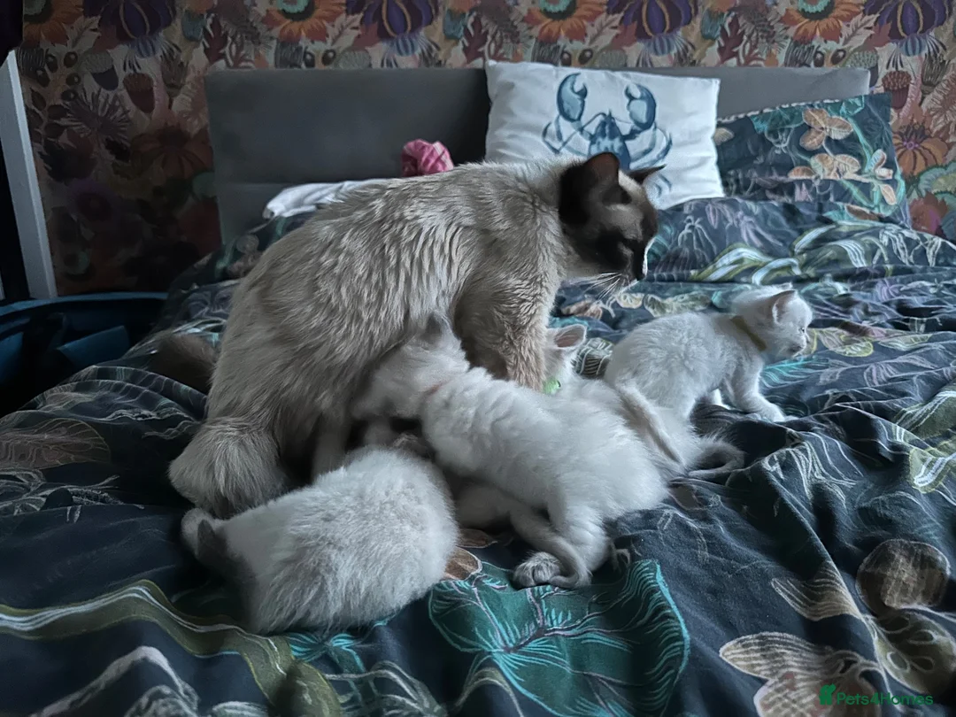 Ragdoll cats for sale: Queen Ragdoll for sale - Advert 2
