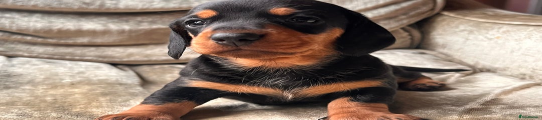 Miniature Dachshund Puppy 3
