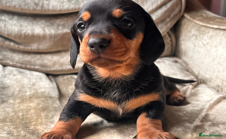 Miniature Dachshund dogs - Advert 2