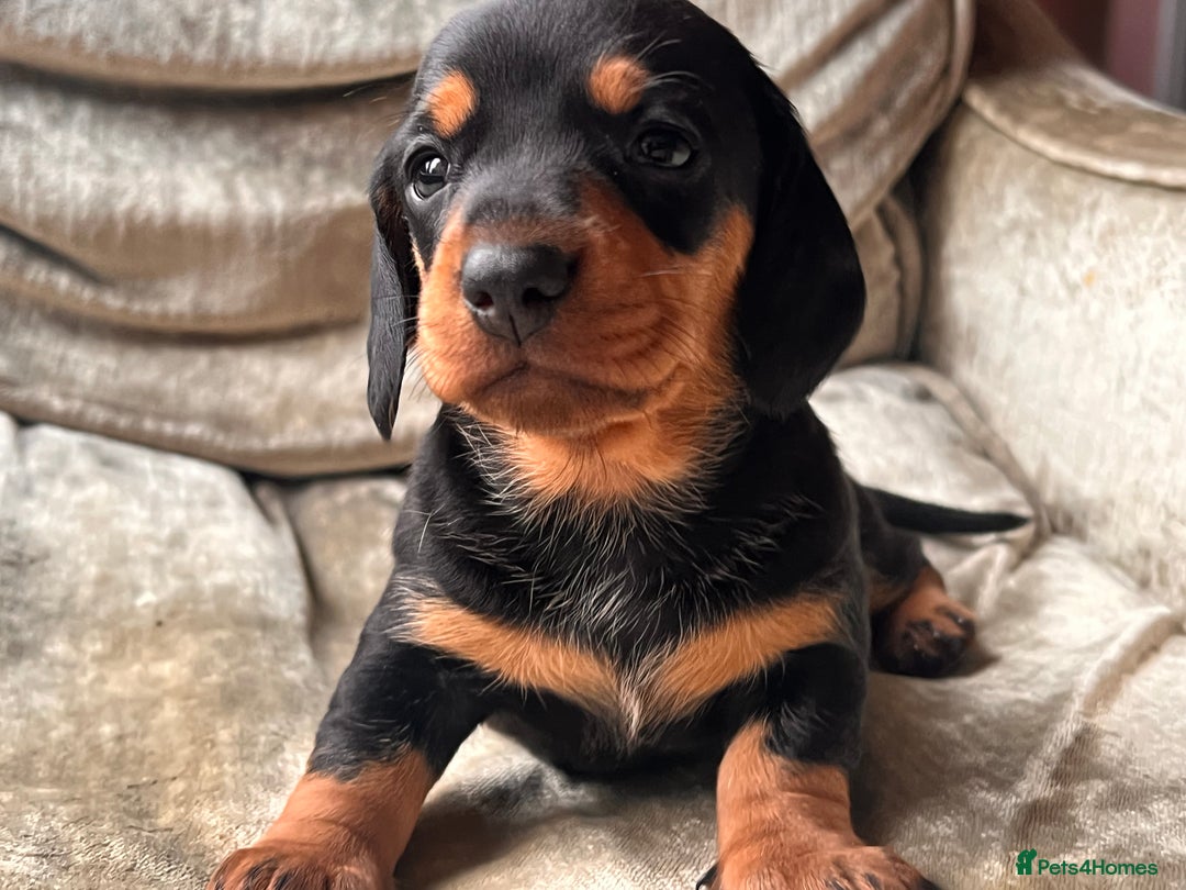 Miniature Dachshund dogs for sale: Stunning Miniature Dachshund Puppies - Image 4