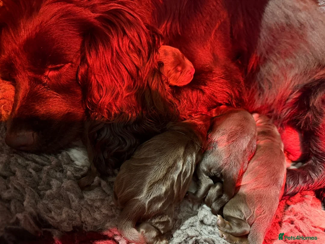 Cocker Spaniel dogs for sale: Stunning Cocker Spaniel Pups - Excellent Breeding - Advert 2