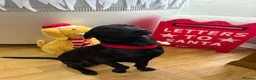 Labrador Retriever dogs for sale: 1 year old Labrador - Advert 6