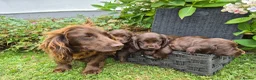 Cocker Spaniel dogs for sale: Chocolate cockerspaniel puppies for sales - Advert 4