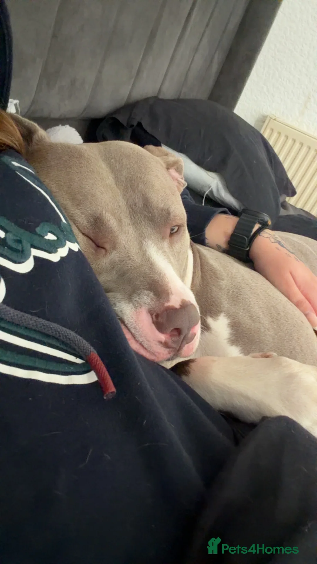Mixed Breed dogs for sale: Poppy  - Advert 7