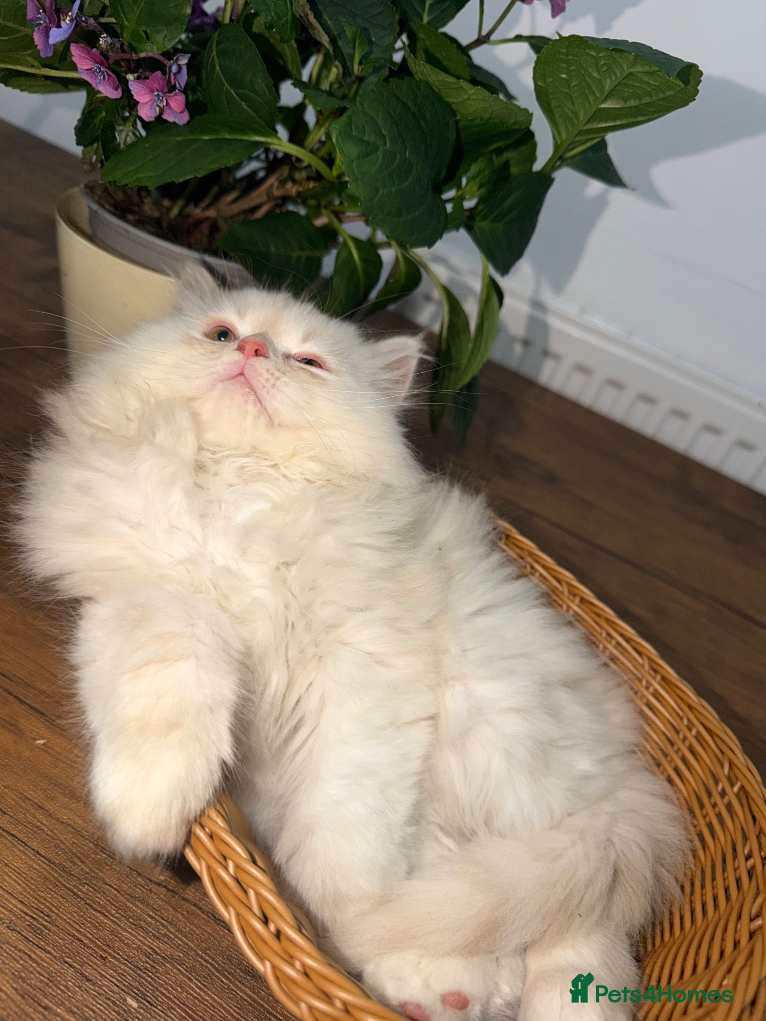 Persian cats PERSIAN KITTEN FOR SALE! - Advert 2