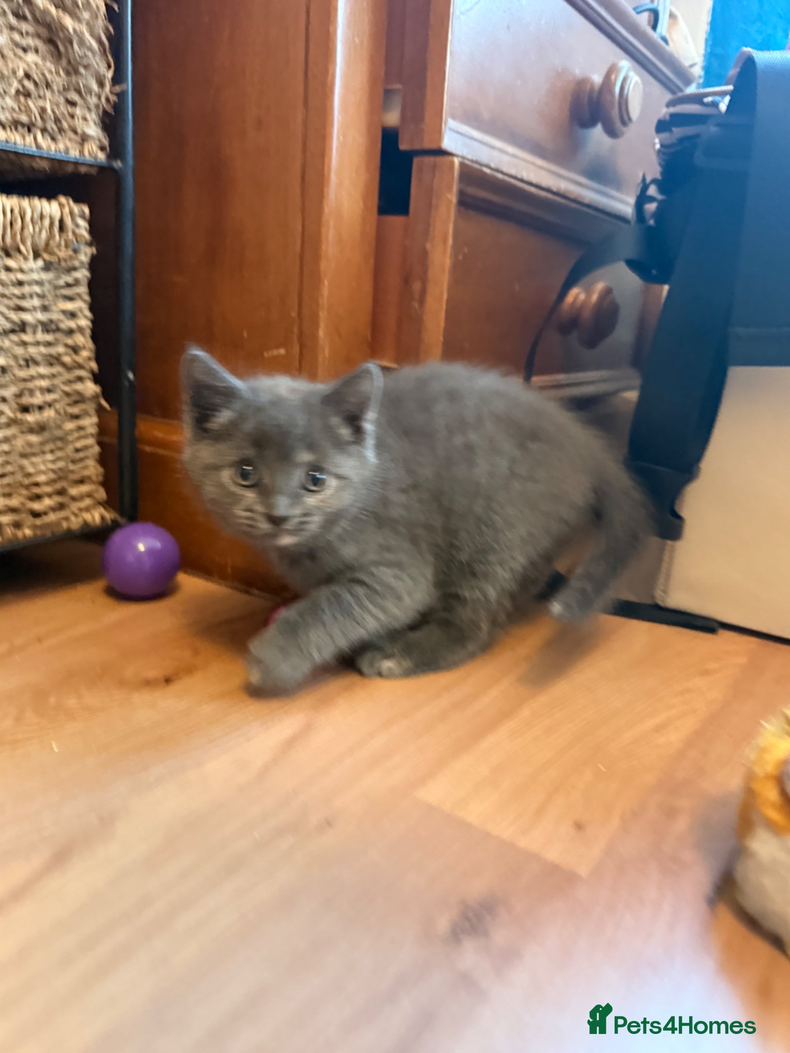 Mixed Breed cats Adorable 5-Week-Old Kitten Ready for Loving Home! - Advert 1