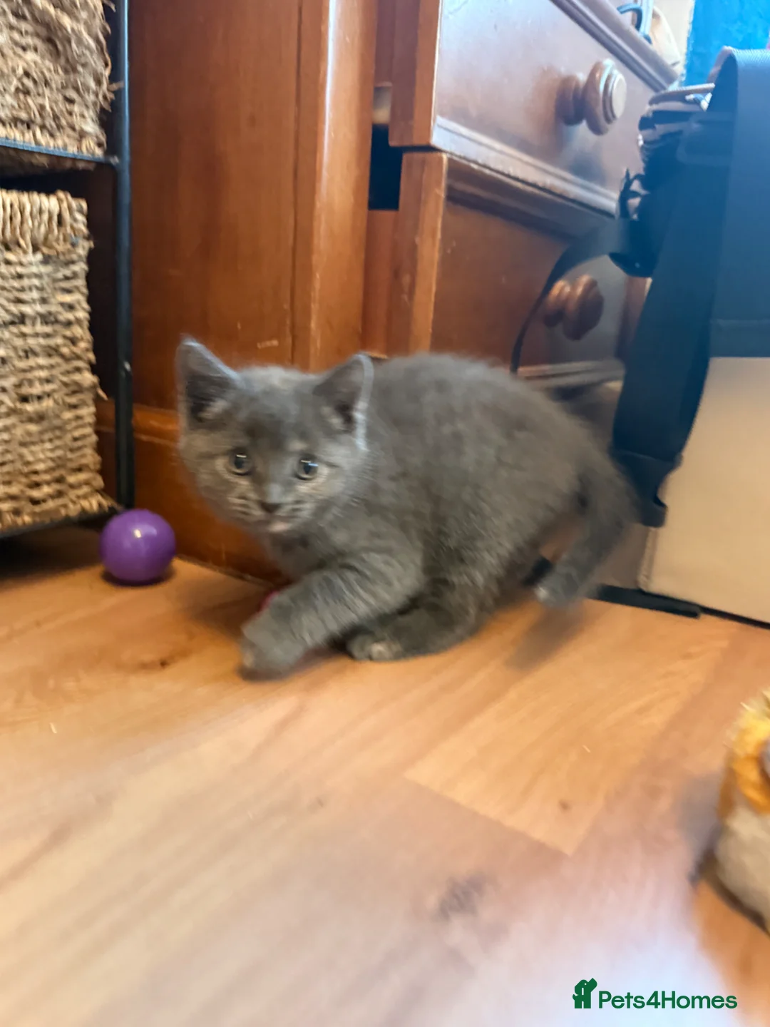 Mixed Breed cats for sale: Adorable 5-Week-Old Kitten Ready for Loving Home! - Advert 1
