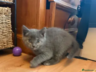 Mixed Breed cats Adorable 6-Week-Old Kitten Ready for Loving Home! - Advert 1