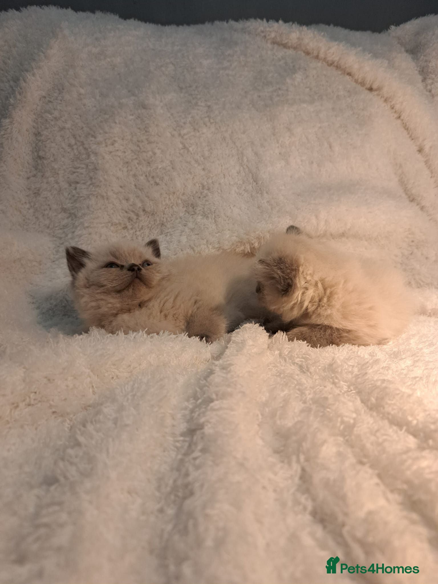 British Shorthair cats British Shorthair kittens for sell  - Advert 1