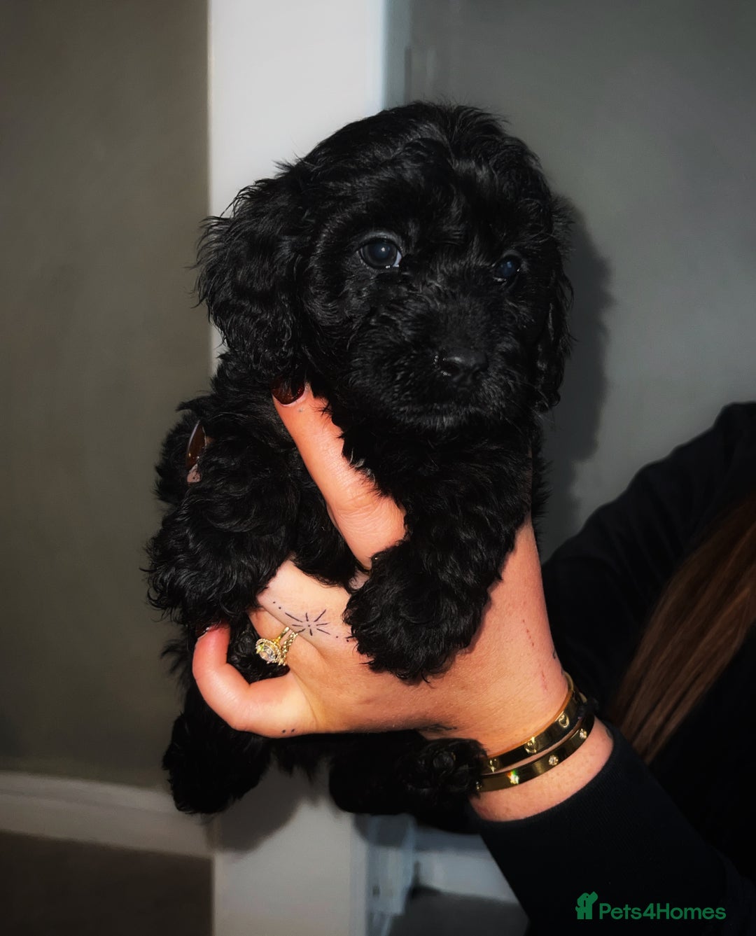 Cavapoo dogs for sale: Iconic cavapoo litter health tested parentage  - Advert 2