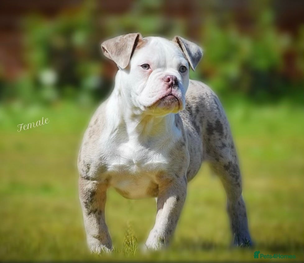 Old Tyme Bulldog dogs 23 YEARS, EXPERIENCE, 5 STAR RATED, LICENSED - Advert 6