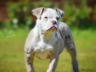 Old Tyme Bulldog dogs 23 YEARS, EXPERIENCE, 5 STAR RATED, LICENSED - Advert 6