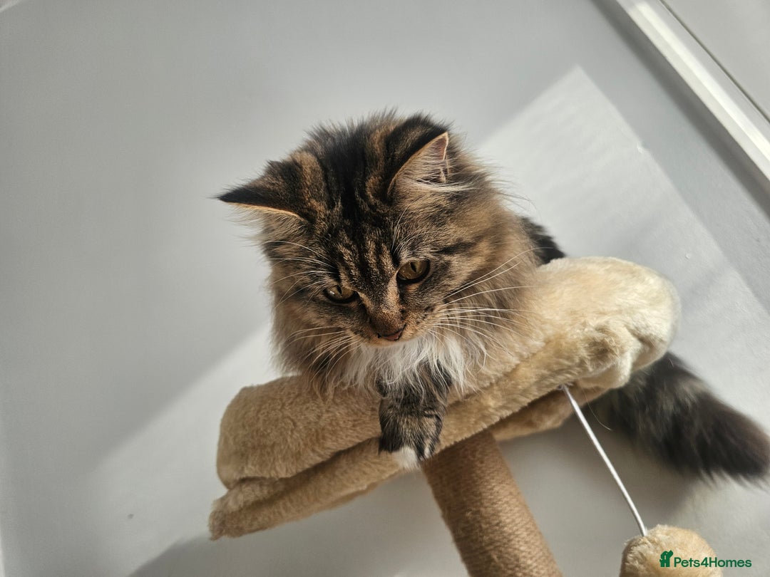Maine Coon cats for sale: Maine Coon  - Advert 11