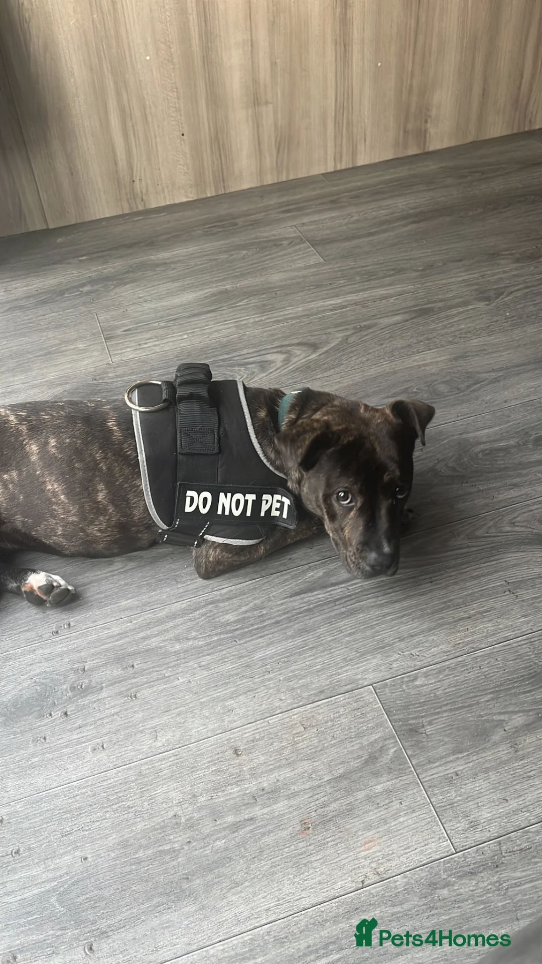 Mixed Breed dogs for sale: Female Staffordshire bull terrier 8 months old  - Advert 2