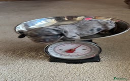 Cavapoo dogs for sale: 2 cavapoos left from a stunning litter - Image 13