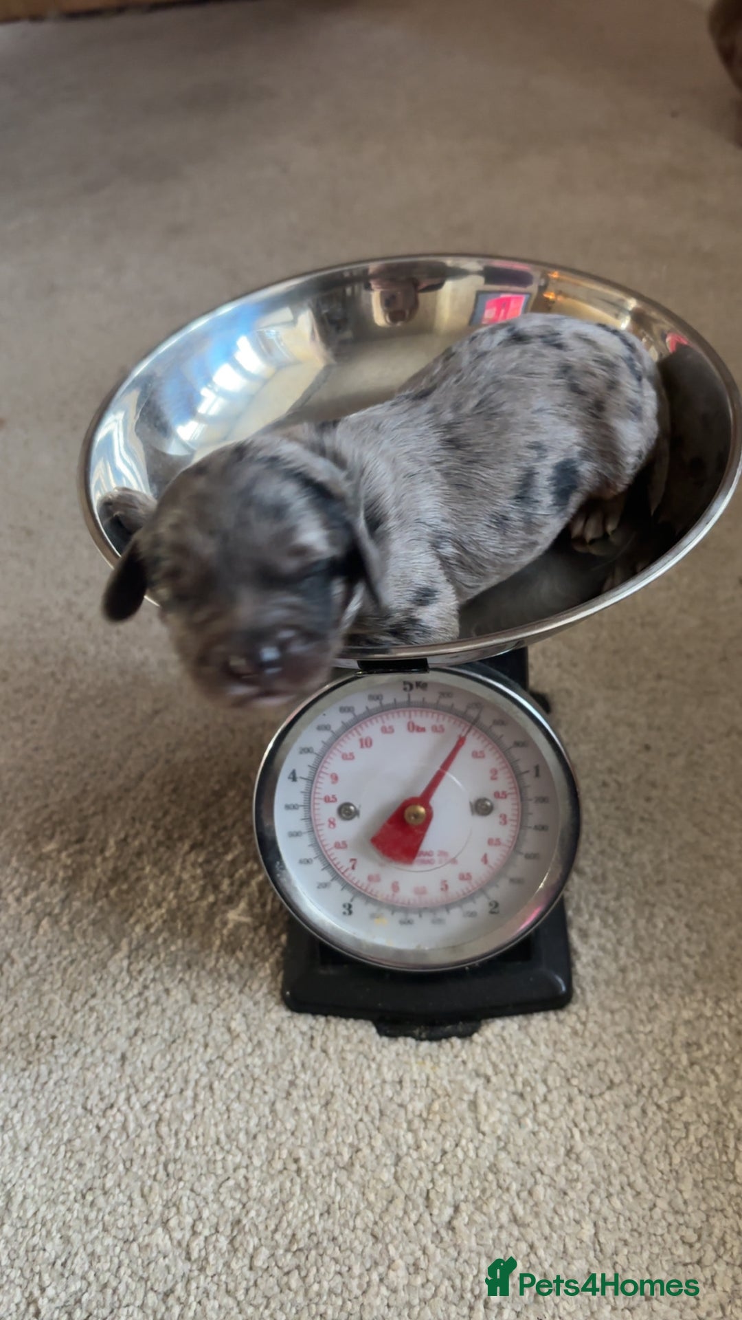 Cavapoo dogs for sale: 2 cavapoos left from a stunning litter - Image 13