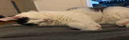 Ragcoon cats for sale: RAGCOONS FOR SALE!! - Advert 14